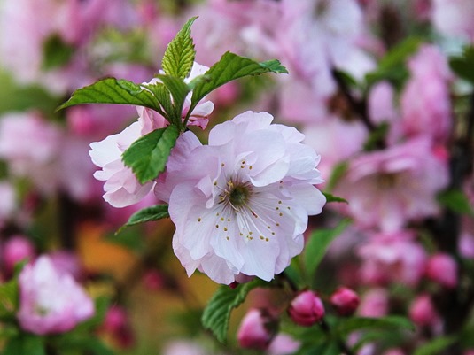 Flowering Almond Blossom
