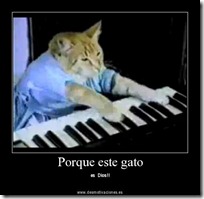 gato pianista blogdeimagenes (27)