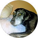 Parthuman Alldogs profile picture