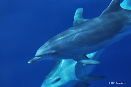 Obiective turistice Azore: inotand cu delfinii 