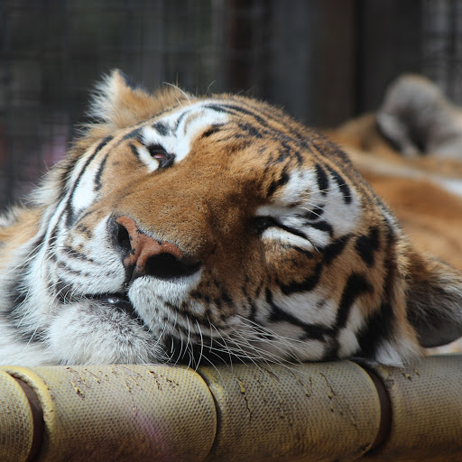 Hd-155802-ascw155802