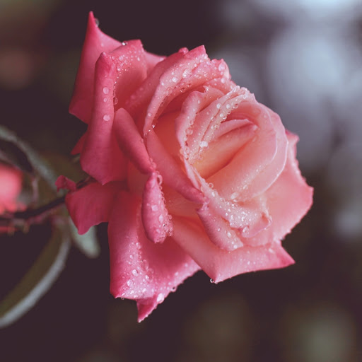 Hd-161460-ascw161460