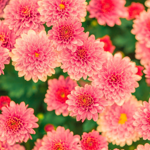 Hd-146651-ascw146651