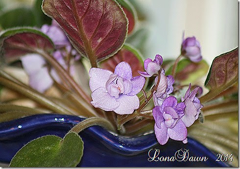 Violets Double Lavender