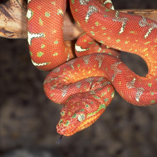 Hd-156971-ascw156971