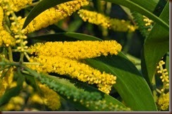 Acacia auriculiformis A.Cunn. ex Benth. Fabaceae Mimosoideae: Black Wattle, กระถินณรงค์