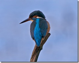 Kingfisher_2_Redeux