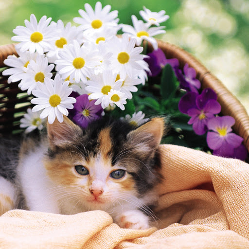 Hd-140296-ascw140296