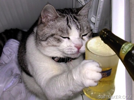 drunk_cat