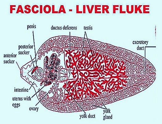 Platelminți - Nivelul de organ al platyhelminthes