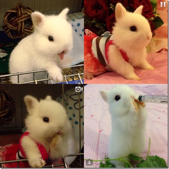 BUNNY BUNNY