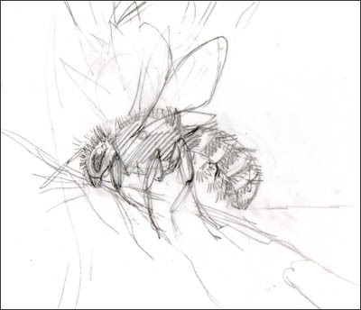 [osmia%2520bicolour%2520female%2520s%255B2%255D.jpg]