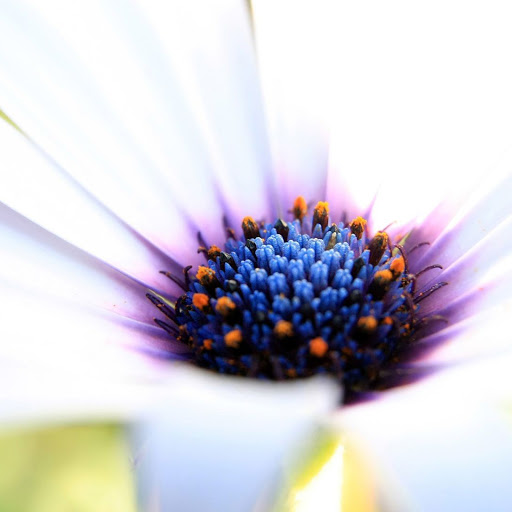 Hd-141581-ascw141581