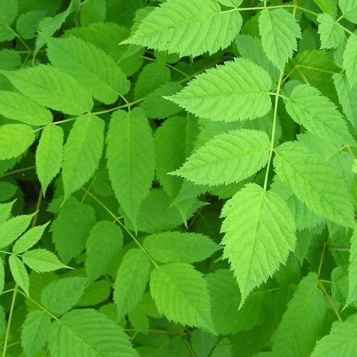 Hd-152658-ascw152658