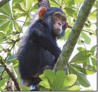 kalinzu forest chimpanzee