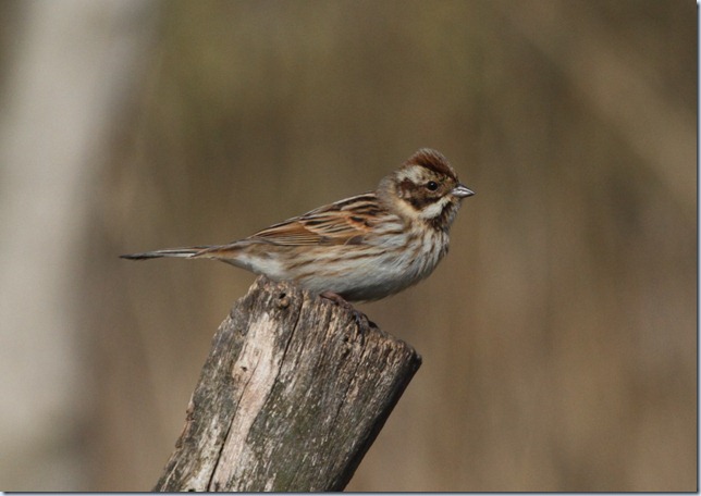 reed_bunting_female