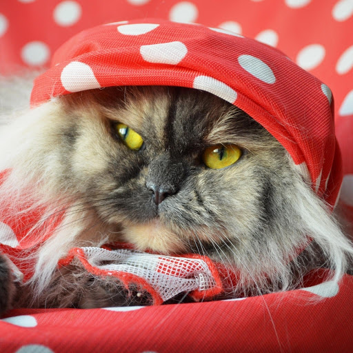 Hd-131440-ascw131440