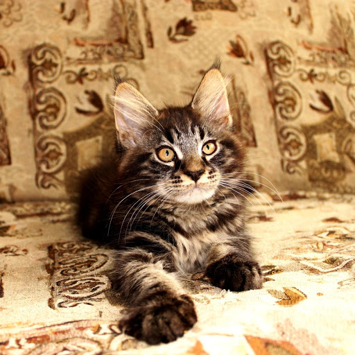 Hd-181597-ascw181597