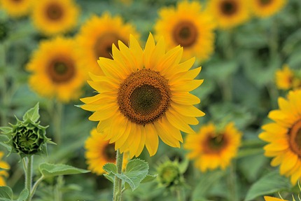 sunflower5