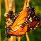 Shamrock Orb Weaver Spider Vs. Monarch