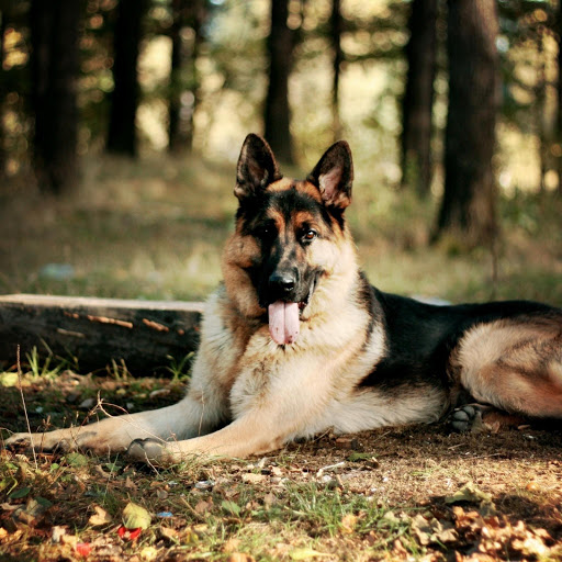 Hd-185990-ascw185990