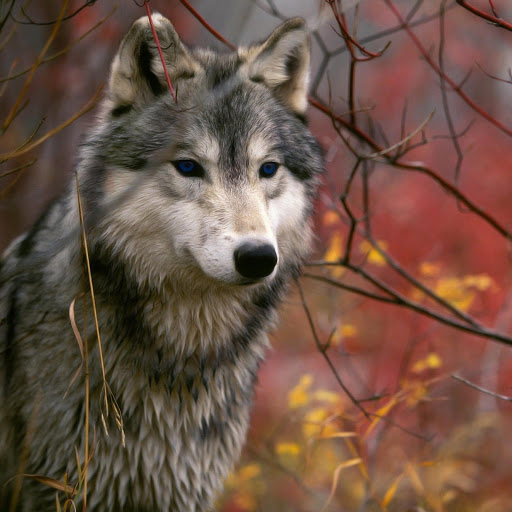 Hd-173298-ascw173298