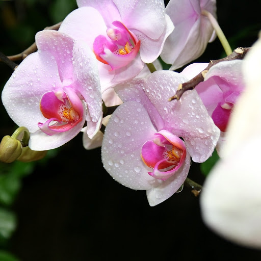 Hd-164581-ascw164581