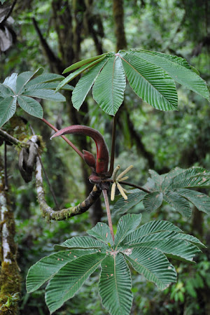 Flora Costa Rica:  In Padurea Tropicala Monteverde