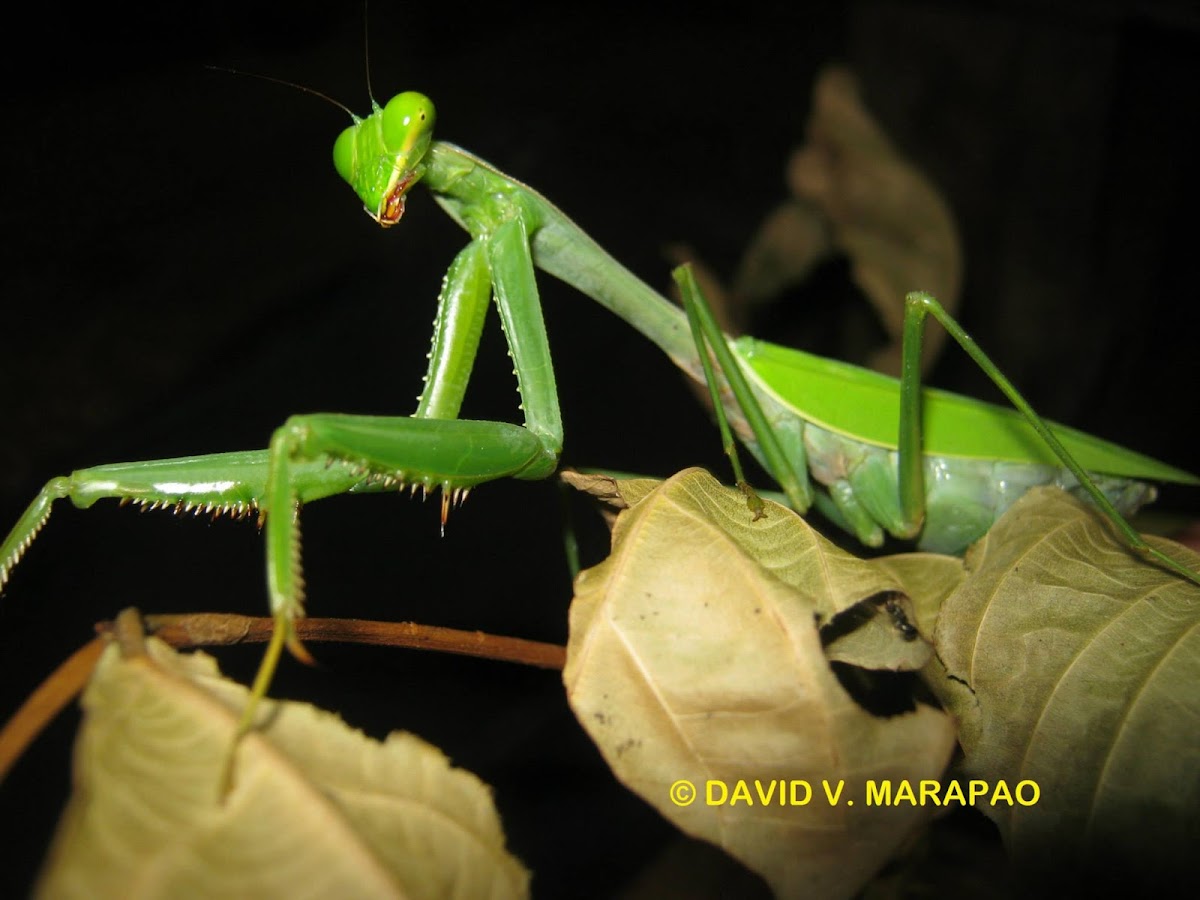Mantid / praying mantis / preying mantis