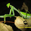 Mantid / praying mantis / preying mantis