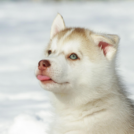 Hd-178102-ascw178102