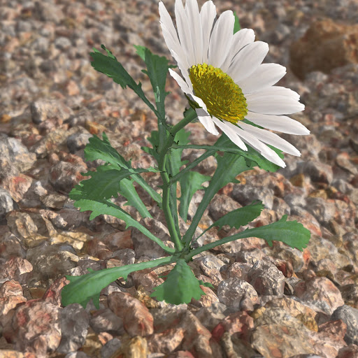 Hd-136555-ascw136555