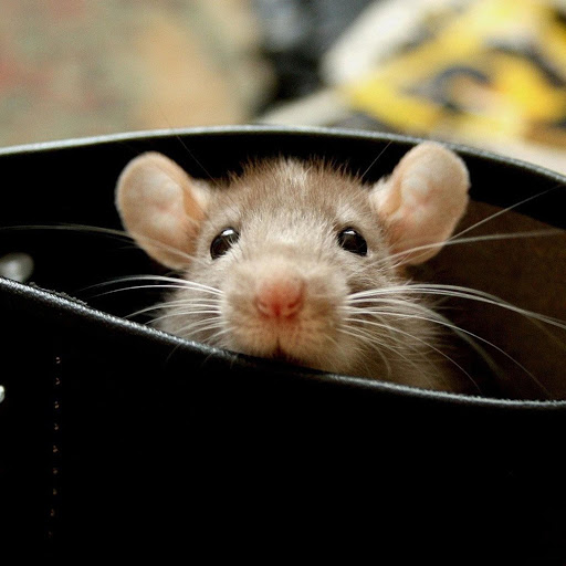 Hd-173977-ascw173977