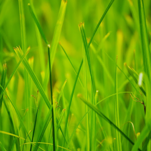 Hd-132062-ascw132062