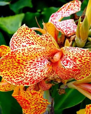 <br><br><br>Majestic Bloom of the Month