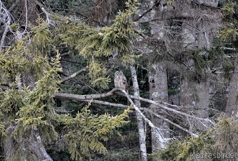 1. Barred Owl-kab