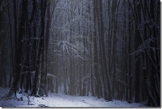 10589647-dark-forest-with-snow-on-the-branches-of-the-trees-in-the-winter