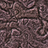 seamless backgrounds Microbiology28