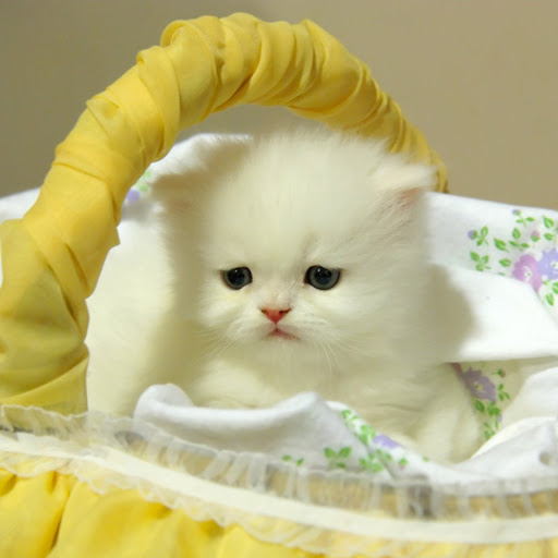 Hd-160204-ascw160204