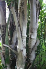 Caryota-rumfiana1 Caryota-rumfiana1