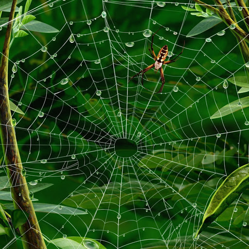 Hd-171266-ascw171266