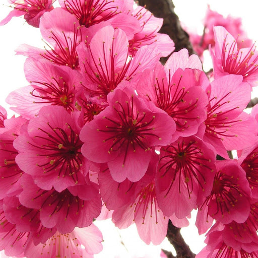 Hd-144409-ascw144409