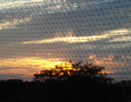 Sunset through my pigeon netting (3)
