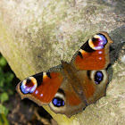 European Peacock