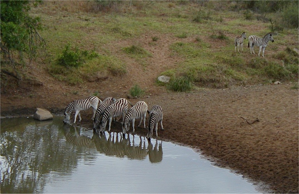 [Zebras%2520at%2520water%2520hole%255B2%255D.jpg]