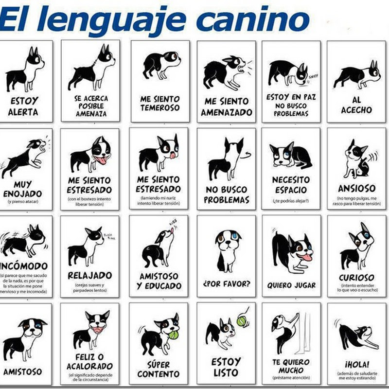 humor gráfico El lenguaje canino