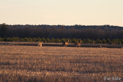 Deer April 25