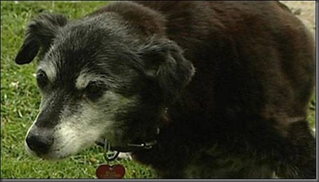 oldest-dogs-guinness-world-02