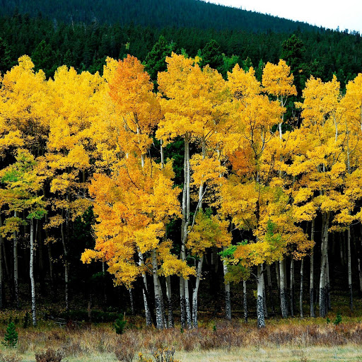 Hd-141193-ascw141193