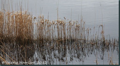 14-reeds
